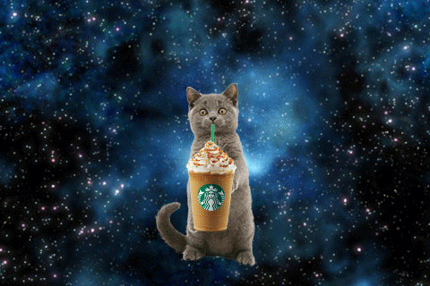 우주 고양이와 함께 스타벅스 프라푸치노를!